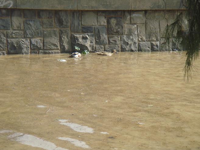 Riada del Ebro el 1 de marzo de 2015 a su paso por Zaragoza. 16