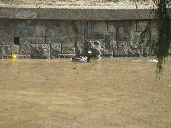 Riada del Ebro el 1 de marzo de 2015 a su paso por Zaragoza. 17