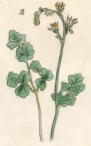 Thalictrum Alpinum. Alpine Meadow Rue. British Wild flowers 2. L-1