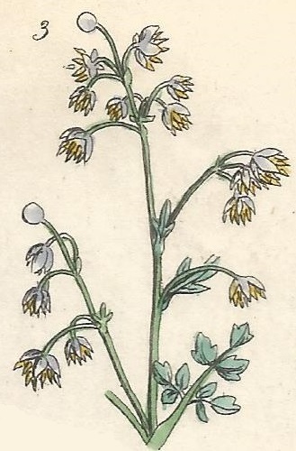 Thalectrum Minus. Lesser Meadow Rue. British Wild flowers 3. l-1