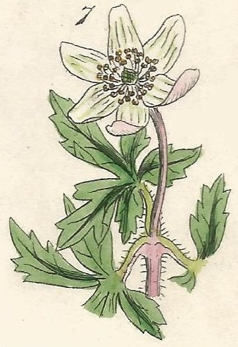 Anemone Nemorosa. British Wild flowers 7. l-1