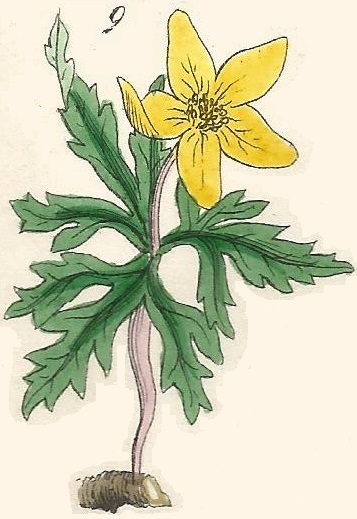 Anemone Ranunculoides. Yellow Anemone. British Wild flowers 9. L-1