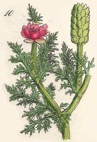 Adonis autumnalis. Pheasant´s Eye. British Wild flowers 10. l-1