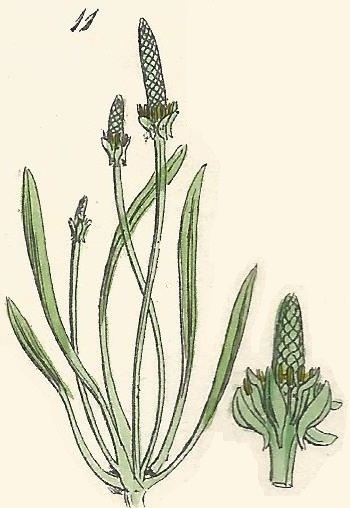 Myosurus minimus. Mouse-tail. British Wild flowers 11 l-1
