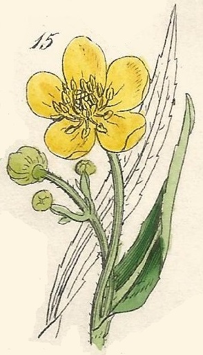 Ranunculus lingua. Great Spearwort. British Wild flowers 15 l-1
