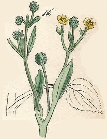 Ranunculus Ophioclossifolius. Adder´s- tongue Spearwort. British Wild flowers 16 L-1