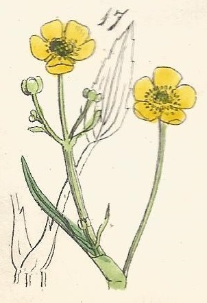 Ranunculus Flammula. Lesser Spearwort. British Wild flowers 17 L-1