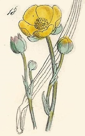 Ranunculus Gramineus. Grass-leaved Crowfoot. British Wild flowers 18 L-1