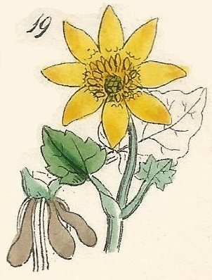 Ranunculus Ficaria. Small Celandine. Pilewort. British Wild flowers 19 L-1