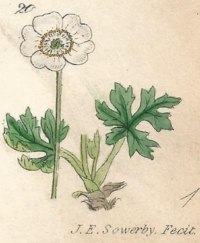 Ranunculus Alpestris. Alpine Crowfoot. British Wild flowers 20 L-1