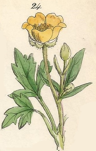 Ranunculus repens. Creeping Buttercup. British Wild flowers 24 L-2