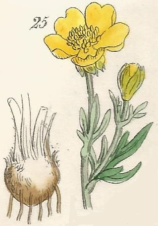 Ranunculus bulbosus. Bulbous Buttercup. British Wild flowers 25 l-2