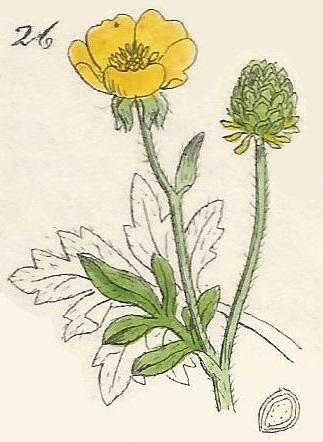 Ranunculus hirsutus. Hairy Buttercup. British Wild flowers 26 L-2