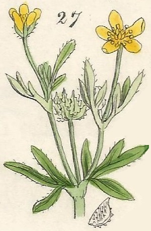 Ranunculus arvensis. Corn Crowfoot. British Wild flowers 27 L-2