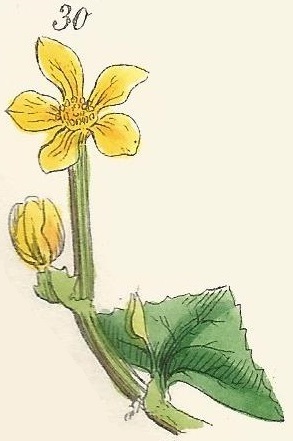 Caltha Radicans. Creeping Marsh Marigold. British Wild flowers 30 L-2