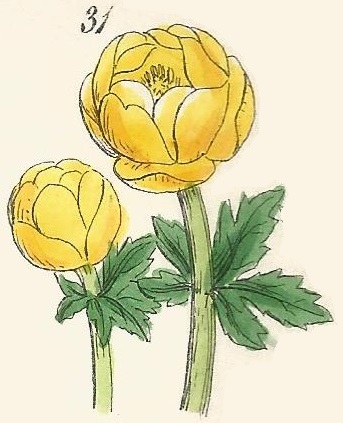 Trollius europaeus. Globe Flower. British Wild flowers 31 L-2