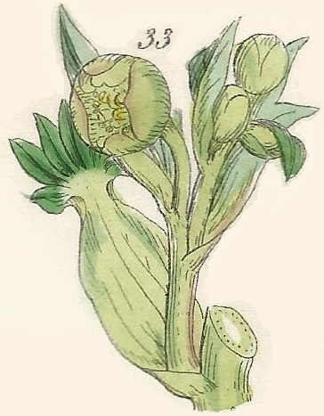 Helleborus foeticus. Stinking Hellebpre. Bear´s- foot. British Wild flowers 33 L-2