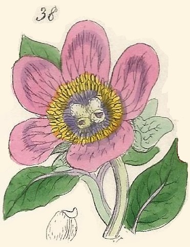 PAEONIA. British Wild flowers 38 l-2