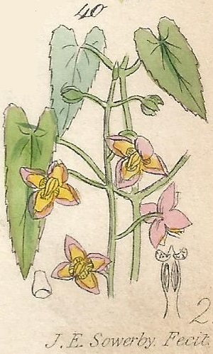 EPIMEDIUM. British Wild flowers 40 l-2