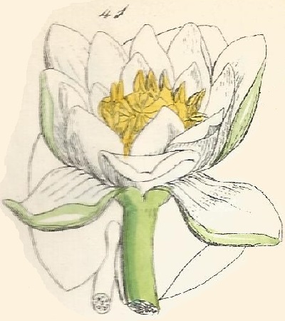 NYMPHAEA. British Wild flowers 41 l-3
