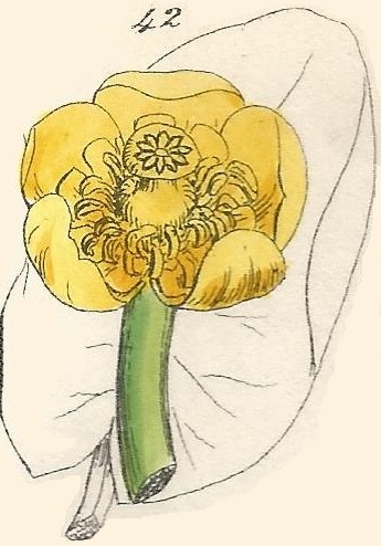 NUPHAR. British Wild flowers 42 l-3