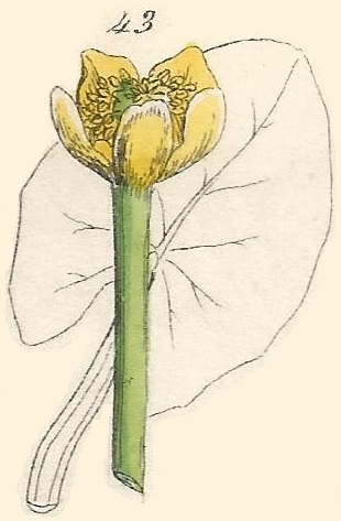 NUPHAR. British Wild flowers 43 l-3