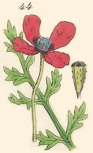 PAPAVER. British Wild flowers 44 l-3