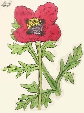 British Wild flowers 45 l-3
