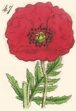 British Wild flowers 47 l-3