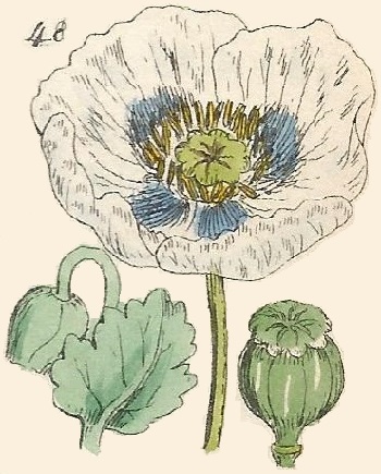 British Wild flowers 48 l-3