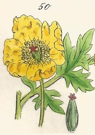 British Wild flowers 50 l-3
