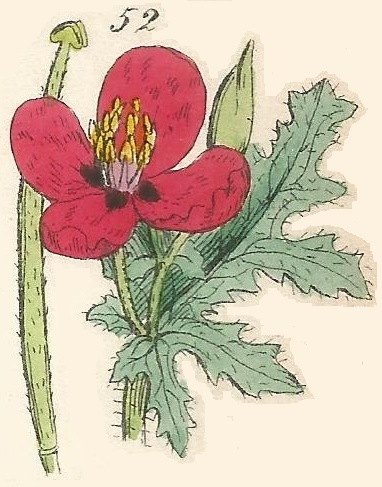 British Wild flowers 52 l-3
