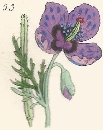 British Wild flowers 53 l-3