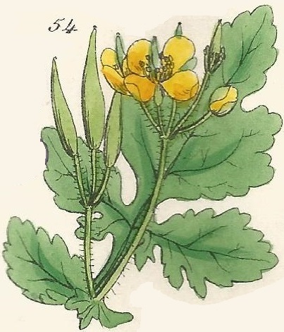 British Wild flowers 54 l-3