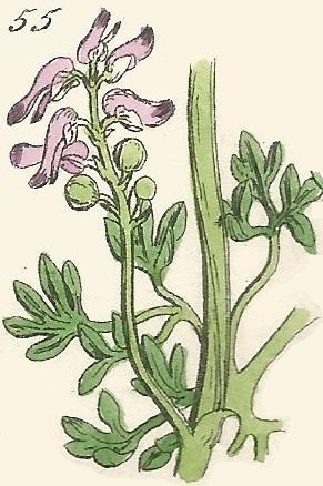 British Wild flowers 55 l-3