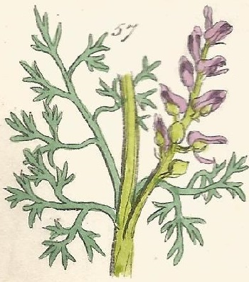 British Wild flowers 57 l-3