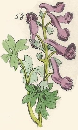 British Wild flowers 58 l-3