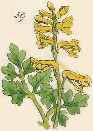 British Wild flowers 59 l-3