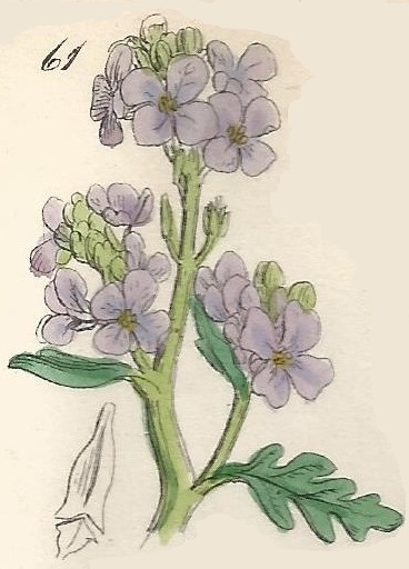 British Wild flowers 61 l-3