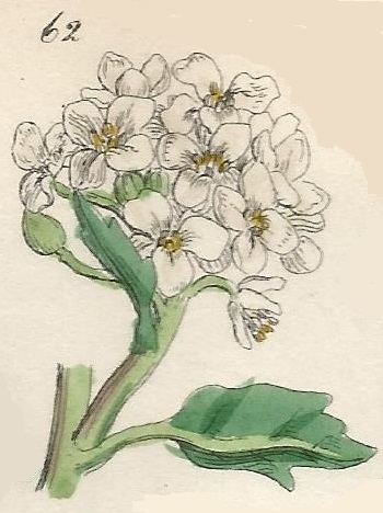 British Wild flowers 62 l-3