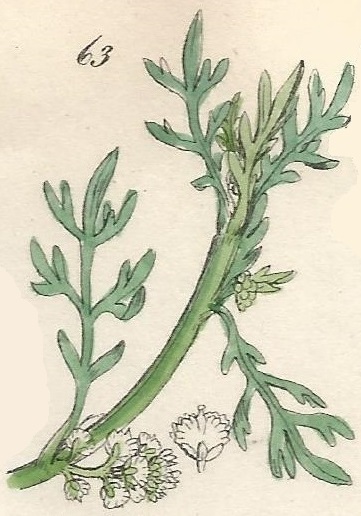 British Wild flowers 63 l-3