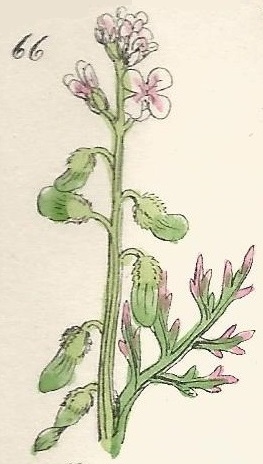 British Wild flowers 66 l-3