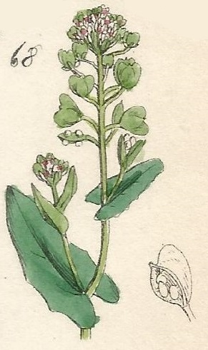 British Wild flowers 68 l-3