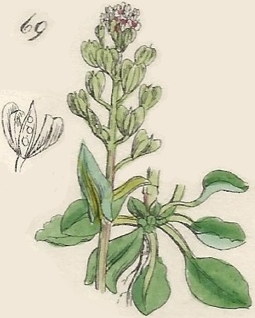 British Wild flowers 69 l-3