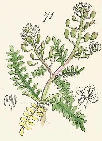 British Wild flowers 71 l-3