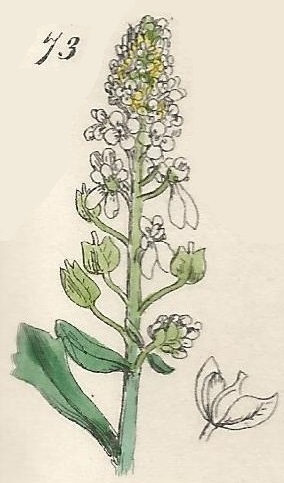 British Wild flowers 73 l-3