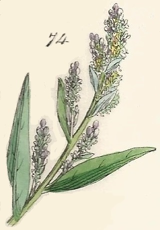 British Wild flowers 74 l-3