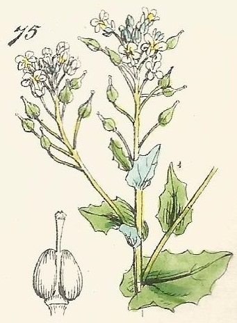 British Wild flowers 75 l-3