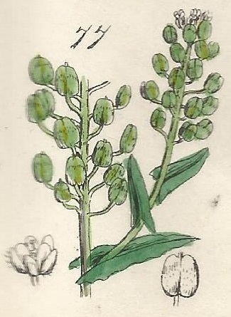 British Wild flowers 77 l-3