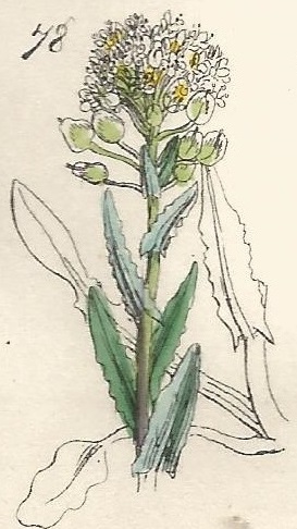 British Wild flowers 78 l-3